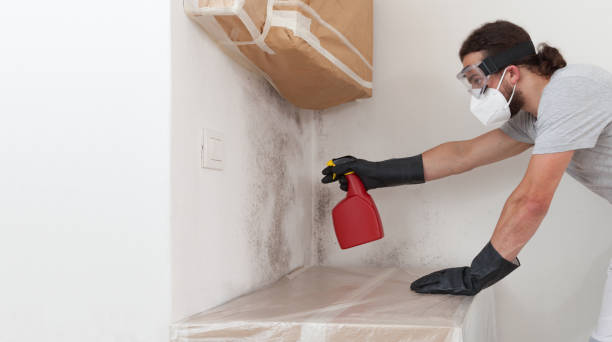 Professional Basement Mold Remediation technician working in Modena, PA