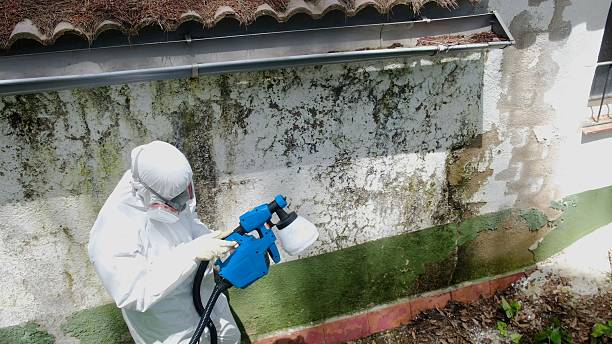 Top rated local Basement Mold Remediation specialists in Modena, PA